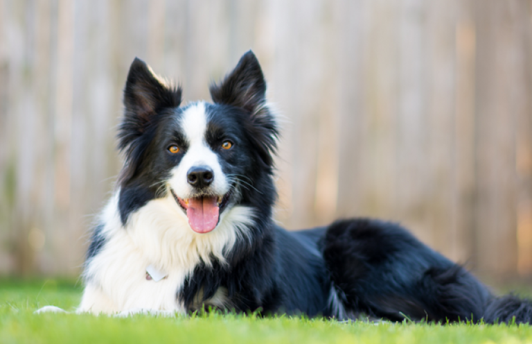 Louie radí: 3 tipy pre krásnu srsť