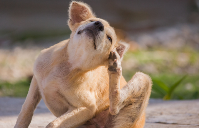 Vieš, ako poznáš alergiu u psa? Vyskúšaj Louieho domácu rýchlostosť.