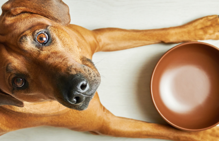 5 najčastejších chýb pri kŕmení a ako sa im vyhnúť