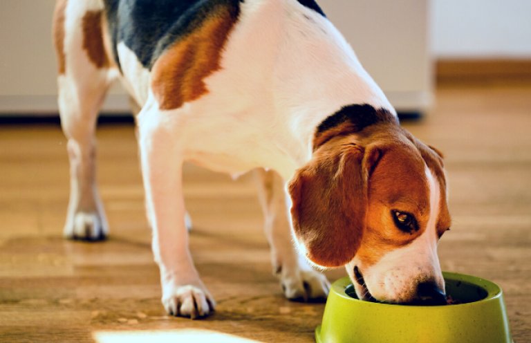 Nové limitované konzervy so žihľavou a brusnicou