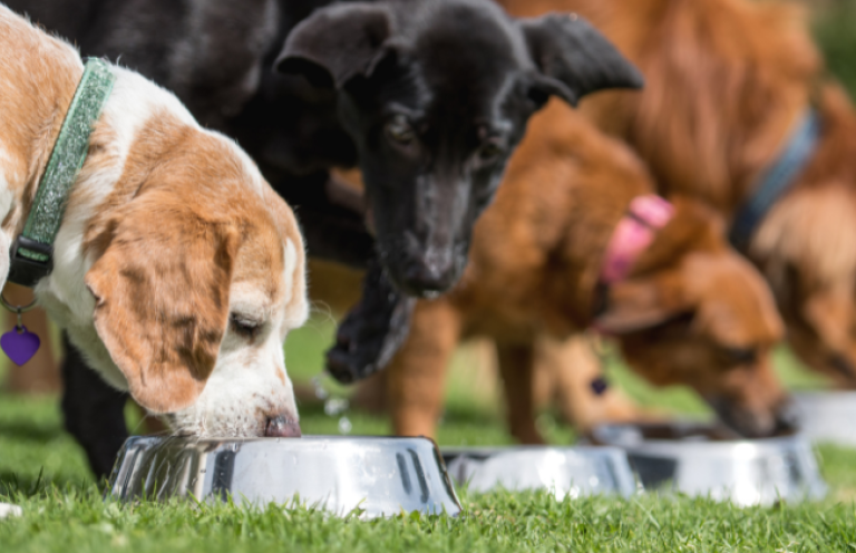 3 tipy, ako úspešne prejsť z granúl na mäso