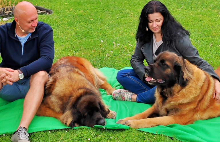 Leonberger. Leví kráľ medzi psami