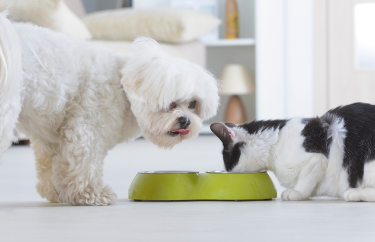 Granule vs. mäso: Aký typ krmiva je najlepší pre zdravie tvojho maznáčika?